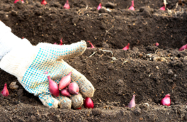 Когда сажать и сеять лук в апреле и мае 2026 года: благоприятные дни по лунному календарю