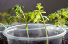 Рассада вытянулась и стала тонкой: в чем причина и как решить проблему