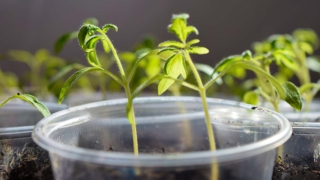 Рассада вытянулась и стала тонкой: в чем причина и как решить проблему