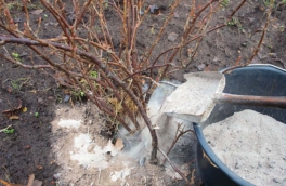 Ягоды будут крупными и сладкими: чем подкормить смородину в апреле для рекордного урожая