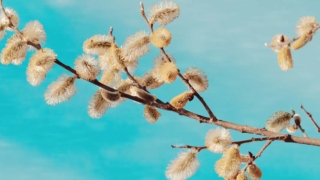 Народные приметы 5 апреля: что можно и нельзя делать в этот день