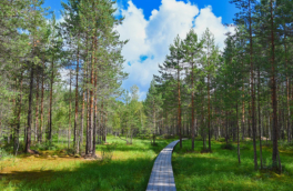 Ученые просят Путина скорректировать закон, разрешающий стройки в заповедниках