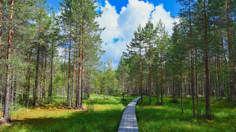 Ученые просят Путина скорректировать закон, разрешающий стройки в заповедниках