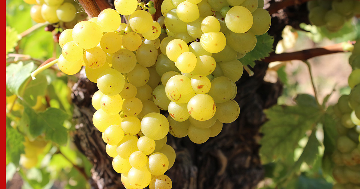 Как отечественные сорта винограда завоевали уважение виноделов и любовьпотребителей