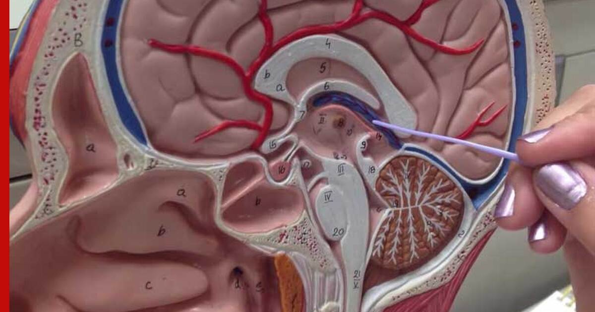 Железа мозга 7. Железы в голове человека. Железы в мозге человека.