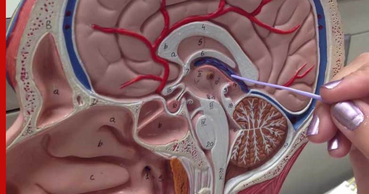 Новый орган человека. Железы в голове человека. Неизвестный орган в голове человека. Железо в голове человека. Железы человека голова у человека.