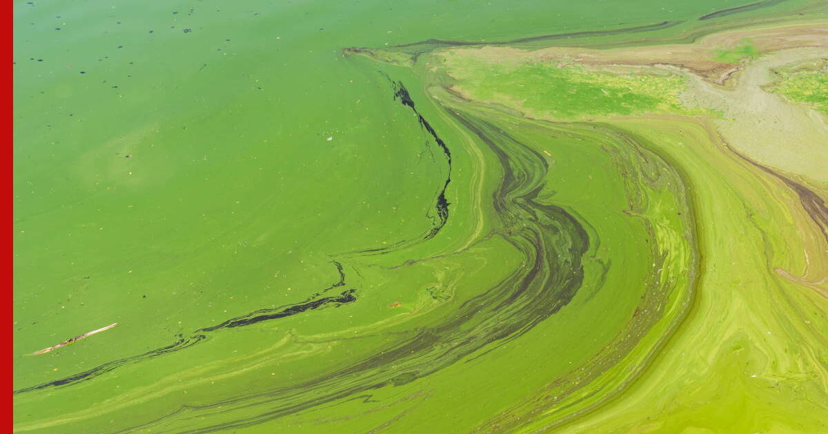 Водоросли дали. Река Днепр водоросли. Выжженная земля. Alga Bloom.