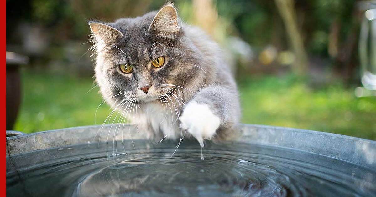 Кошки у воды фото
