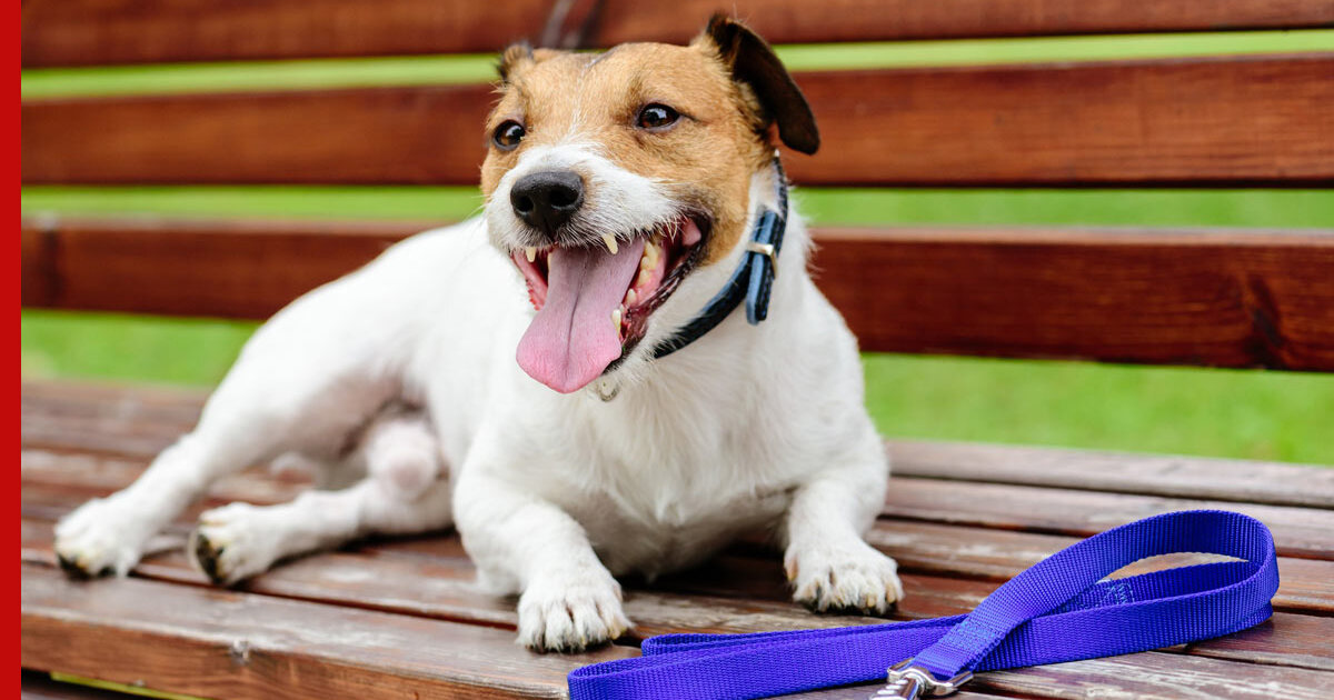 Стресс или болезнь почему собака тяжело и часто дышит