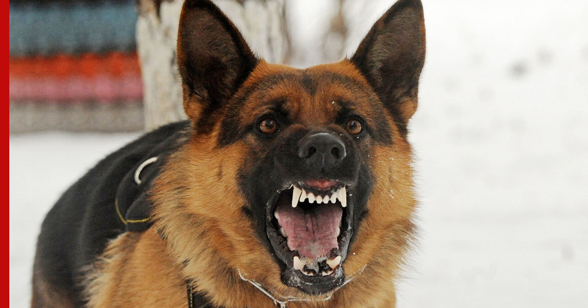 Злобный питомец: как бороться с агрессией собаки и что делать в случае .