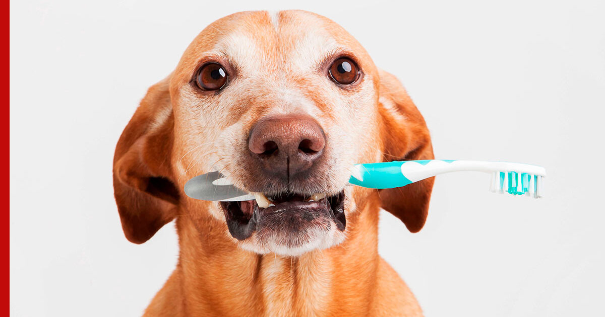 Запах изо рта у собаки причины. Лекарство от запаха изо рта у собаки в домашних условиях. У собаки пахнет изо рта что делать такса. Воняет изо рта у собаки что делать в домашних условиях.