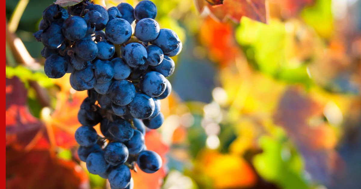 Уход за виноградом осенью: советы опытных садоводов