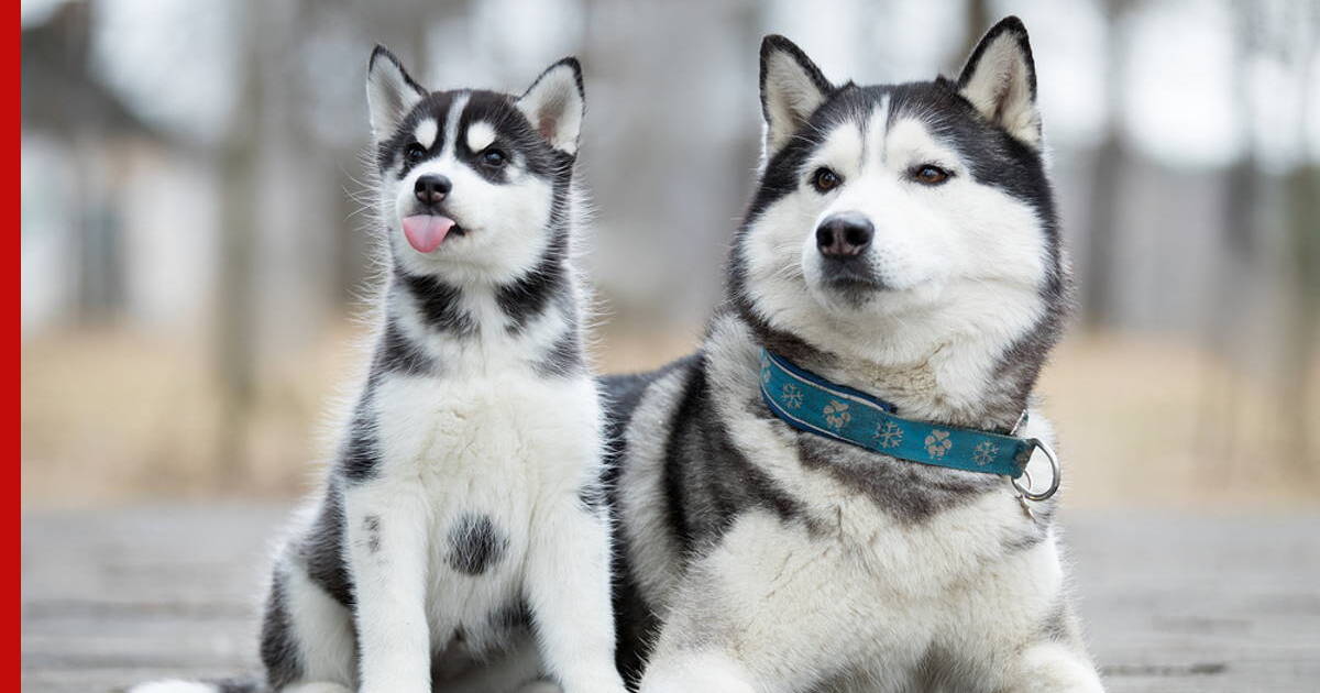 7 пород собак, выведенных в России и СССР
