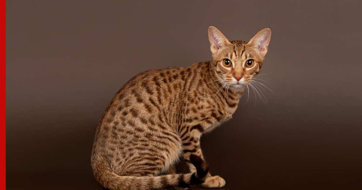 Пятнистый окрас: 6 пород домашних кошек с генами диких предков